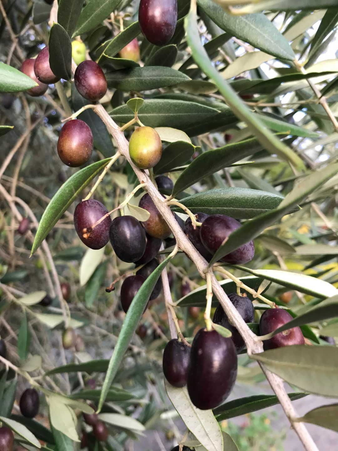 OLIVE SEASON vs THE LORIKEETS